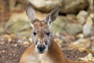 Close up of Buck Red Kangaroo