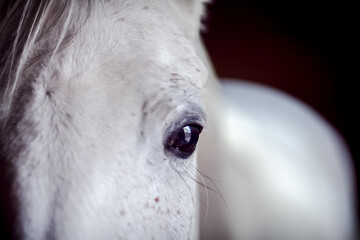 white horse head