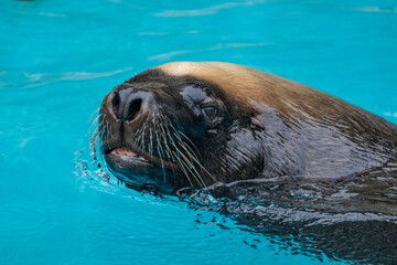 Fototapeta premium Captive Australian Sea Lion swimming