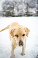 Portrait of a labrador in the snow