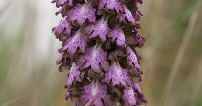 orchis a longues bractées, Barlia robertiana, wild flower, in the southern France