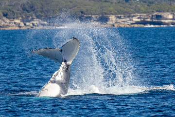 Humpback Whale slapping it's tail on the surface