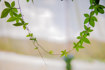 The creeping leaves grow fresh in the Cameron Highlands of Malaysia, the photo being the selected focus.