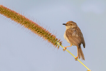 close up of a Plain Prinia 