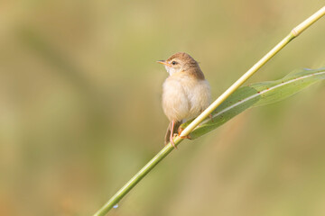 Plain Prinia on a perch