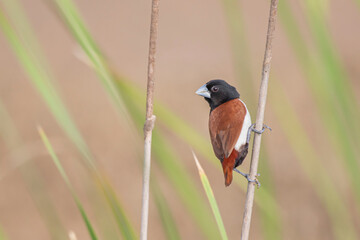 Tri coloured munia