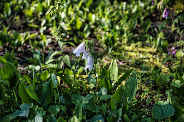 Tokyo,Japan-June 11, 2021: white spotted bellflowers in a garden
