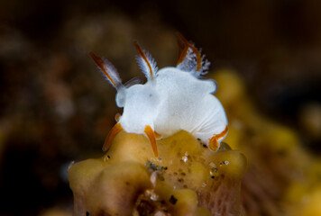 A tiny sea slug - Trapania vitta. Underwater macro life of Tulamben, Bali, Indonesia.