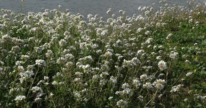 diplotaxis barreleieri, wild flowers during the winter season in the southern France