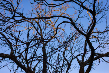 Tree branches in the changing seasons naturally