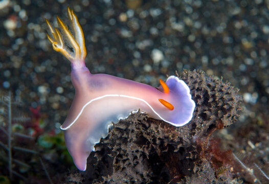 Nudibranch (sea slug) - Hypselodoris bullocki feeding on a sponge. Underwater macro world of Tulamben, Bali, Indonesia. 