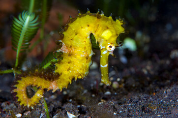 Fototapeta premium Thorny Seahorse - Hippocampus histrix. Underwater macro world of Tulamben, Bali, Indonesia. 