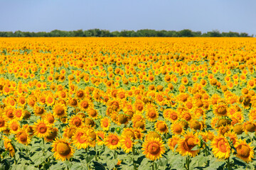 View of beautiful sunflower field at summer