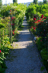 Pathway at garden plot with green bushes on both sides on a beautiful sunny summer morning. Photo taken June 15th, 2021, Zurich, Switzerland.