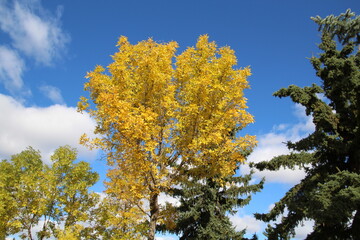 Autumn Leaves Against Blue Sky, Gold Bar Park, Edmonton, Alberta