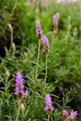 Flowers blooming in Cameron Highland Malaysia, photo are selective focus.