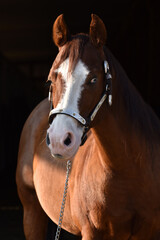 Porträt American Quarter Horse Hengst