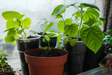 Seedlings growing in plastic cups at home kitchen