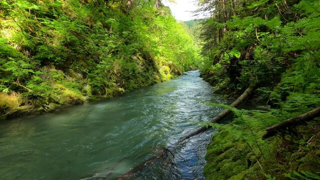 Fresh clean blue stream in forest while sunny in Alaska.