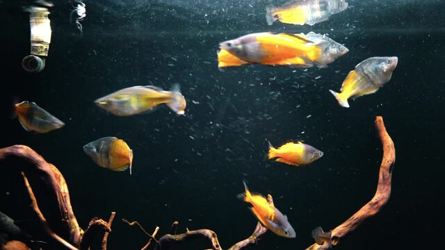 Flock of melanotaenia fishes swimming in large aquarium.