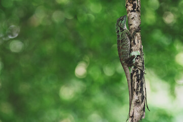 chameleon nature