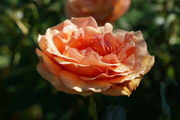 Orange rose in garden