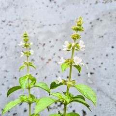 Thai basil blooms its white flowers in an urban garden