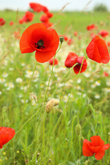 Beautiful poppy flowers in field