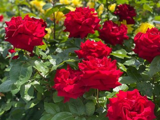 Red roses flowers bush in summer garden. Bright red lush rose petal in sunny day. Beautiful rose...