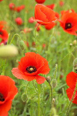 Naklejka premium Beautiful poppy flowers in field