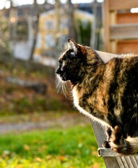 Domestic cat looking at the yard