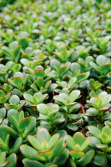 Beautiful cactus in the garden at Cameron Highland, Pahang.
