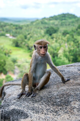 A Toque macaques (scientific name Macaca sinica) sitting on a stone outcrop at Mulkirigala in the southern province of Sri Lanka.