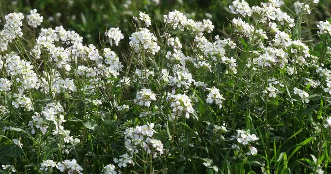diplotaxis barreleieri, wild flowers during the winter season in the southern France