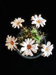 Close up at white Gymnocalycium cactus flowers when they are blooming from bud to full blossom isolated on black background.Cactus flower growth in desert or decorate in garden.