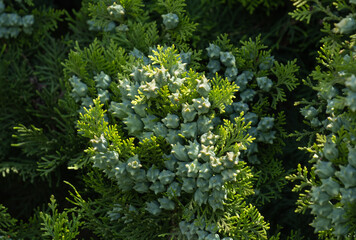 thuja occidentalis, conifer seeds of cypress, surrounded by green leaves, platycladus orientalis