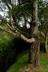 old tree