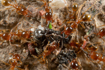 Macro Photo of Group of Pheidole Pallidula Ants Attack Prey