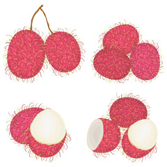 Set of rambutan fruits with slices vector illustration