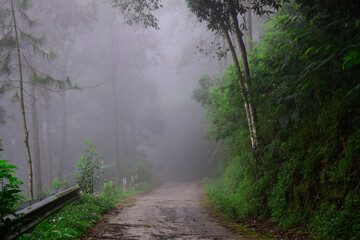 A road with fog in the forest