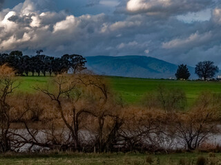 Tangled Willows