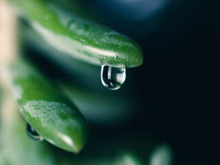 drop of water