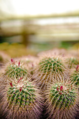 Selective focus close-up on Golden barrel cactus (Echinocactus grusonii) cluster. well known species of cactus, endemic to east-central Mexico widely cultivated as an ornamental plant.
