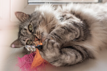 Cute fluffy domestic cat with colorful rainbow fluffy toy