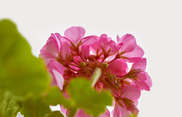 Pink geranium inflorescence. Bottom view. Light background.