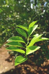 Green orange leaves on the tree