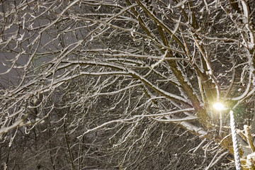Bright lantern and branches of snowy trees in the park in dark evening