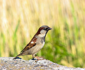 A sparrow with a closed eye