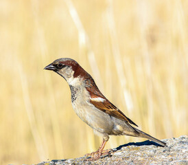 A sparrow sits on a rock