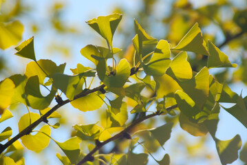 GINKGO BILOBA